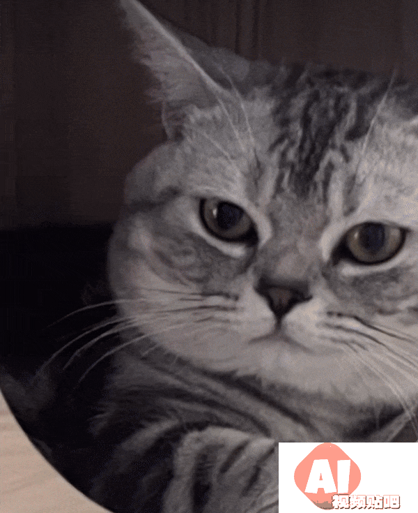 让千万网友着迷的 AI 巫师猫，凭什么成为小红书和 Instagram 的新顶流