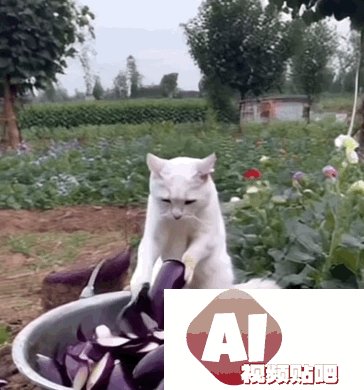 让千万网友着迷的 AI 巫师猫，凭什么成为小红书和 Instagram 的新顶流