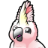 Cockatoo,