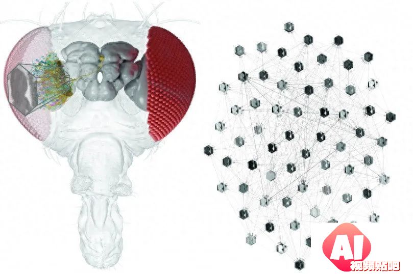 利用AI，研究人员可以对单个神经元的行为进行预测